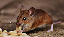 24 Hour & Emergency Exterminators in O Neill, NE